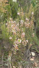 Erica glomiflora glomiflora