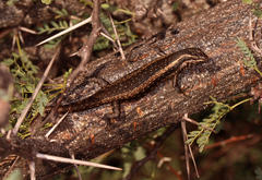 Trachylepis spilogaster