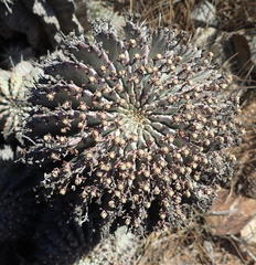 Euphorbia polygona