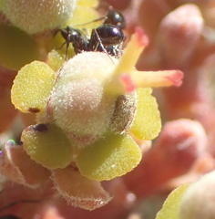 Euphorbia polygona