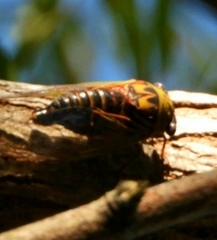 Megatibicen pronotalis