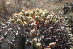 Euphorbia polygona