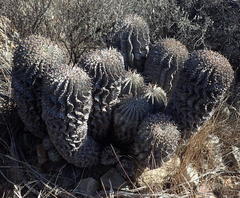 Euphorbia polygona