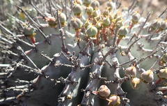 Euphorbia polygona