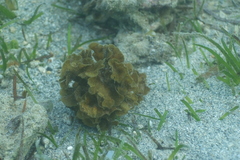 Lobophora