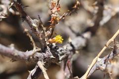 Hererolandia pearsonii