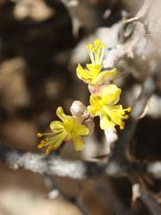 Hererolandia pearsonii