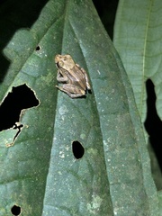 Pristimantis delius