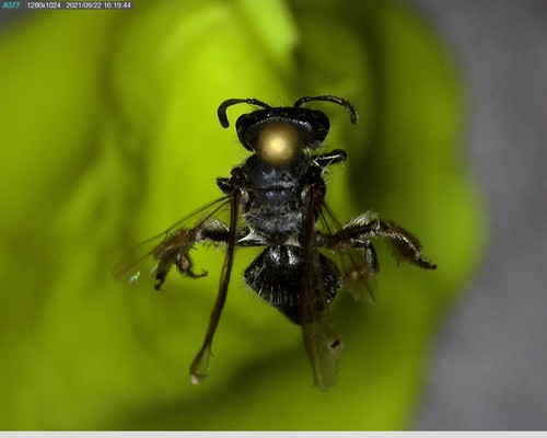 iNaturalist observation photo of Mining Bees