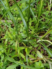 Carex vulpinoidea