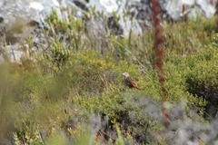 Sphenoeacus afer afer