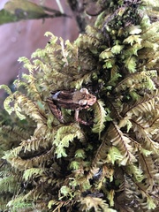 Pristimantis delius