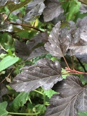 Podosphaera physocarpi