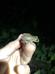 Osteocephalus deridens