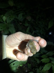 Osteocephalus deridens