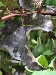 Podosphaera physocarpi