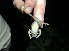 Osteocephalus deridens