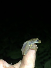 Osteocephalus deridens