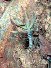 Tylecodon reticulatus