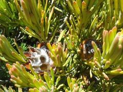 Leucadendron dregei