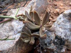 Tylecodon reticulatus