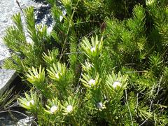 Leucadendron dregei