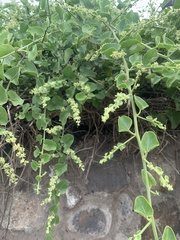 Cryptocarpus pyriformis