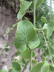 Cryptocarpus pyriformis