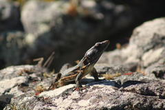 Pseudocordylus microlepidotus microlepidotus