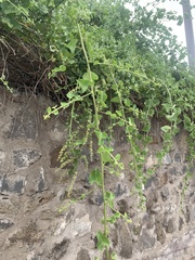 Cryptocarpus pyriformis