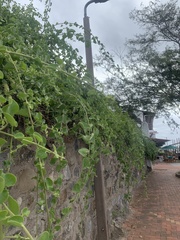 Cryptocarpus pyriformis