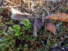 Diphasiastrum complanatum