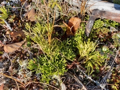 Diphasiastrum complanatum