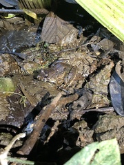 Leptodactylus wagneri