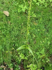 Platanthera limosa