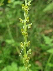 Platanthera limosa