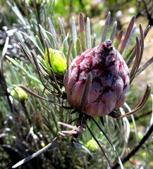 Leucadendron album
