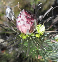 Leucadendron album