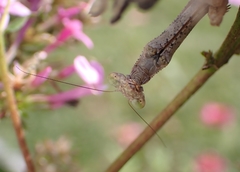 Stagmomantis carolina