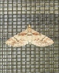 Mnesiloba eupitheciata