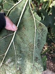 Puccinia helianthi