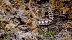 Pseudalsophis elegans elegans