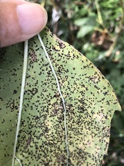 Puccinia helianthi