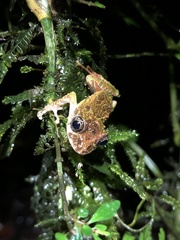 Pristimantis katoptroides