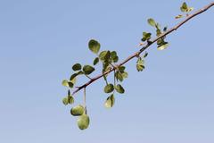 Commiphora tenuipetiolata