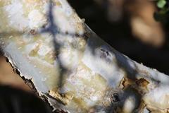 Commiphora tenuipetiolata