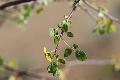 Commiphora tenuipetiolata