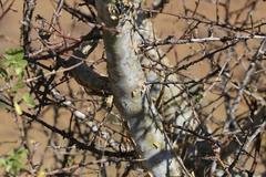 Commiphora tenuipetiolata