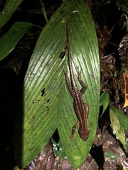 Gelanesaurus flavogularis