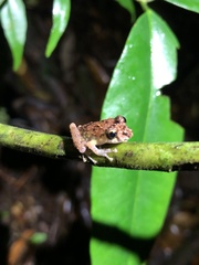 Pristimantis mallii